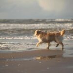 Vacanze al mare con il tuo cane: Gabicce Mare è la meta che stavi cercando