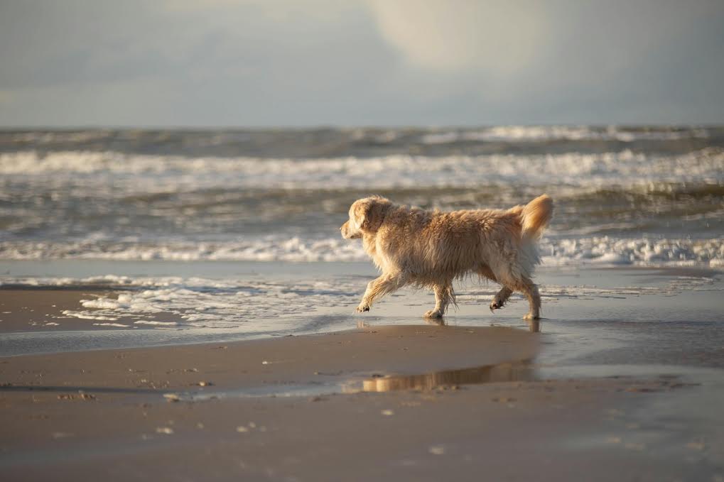 Vacanze al mare con il tuo cane: Gabicce Mare è la meta che stavi cercando